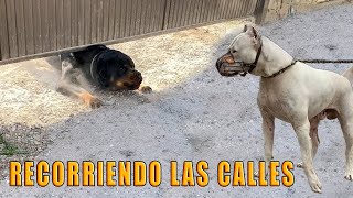 Perros poderosos abandonados en la calle 🐕 [upl. by Stoll912]