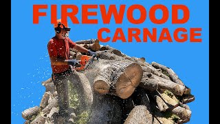 Cutting with Husqvarna 592 XP  FIREWOOD CARNAGE [upl. by Durwin]