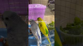 My cute Birds 🦅 birds cute parrot [upl. by Yrem436]