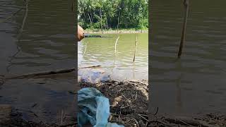 musim kemarau air surut drastifishing shortsvideo [upl. by Petie]