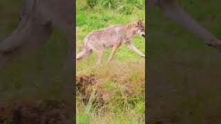 DOCUMENTARY A Legend Returns to Yellowstone [upl. by Anitsyrk38]