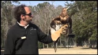 South Carolinians Rescuing Birds of Prey [upl. by Annoit161]