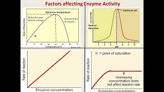 Enzymes properties structure mechanism classificationinhibition [upl. by Scevour]