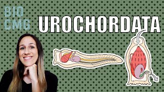 Urochordata  Classificação e Biologia dos tunicados [upl. by Greabe890]