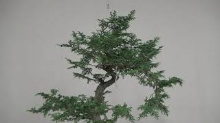 Big Hinoki Cypress Update 823 [upl. by Annohsal825]