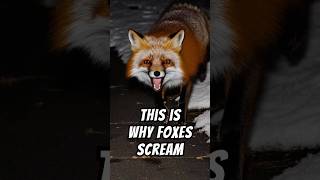 The Screams of Foxes Explained [upl. by Kendra]