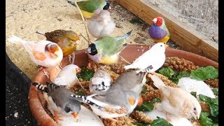 1 Hour of Mixed Aviary Birds  Gouldian Finch Carary Quail Zebra Finch and more [upl. by Rey]