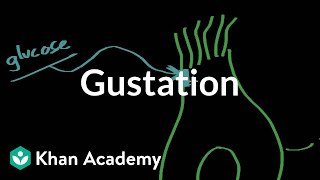 Gustation  structure and function  Processing the Environment  MCAT  Khan Academy [upl. by Dani]