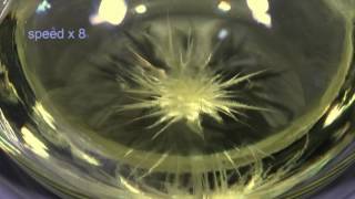 Crystallisation of Monoclinic Sulfur from Solution [upl. by Nevets]