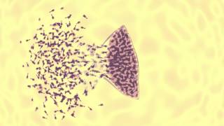 bacteriophage vs ecoli animation [upl. by Aeki]