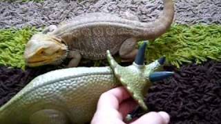 bearded dragon attacking toy dinosaur [upl. by Kinzer]