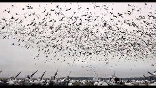 NonStop MONSTER Snow Goose Rainouts FEED THE CYCLONE [upl. by Atrim]