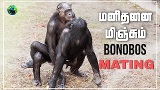 Bonobos mating  மனித குரங்கின் இனப்பெருக்கம்  Mating habits of pygmy chimpanzee  Tamil  BioWorld [upl. by Flight]