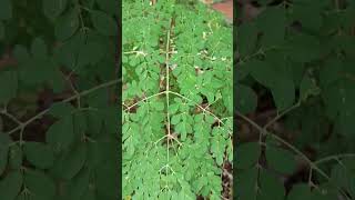 Moringa oleifera is a fast growing drought resistant tree of the family Moringacea [upl. by Aufa]