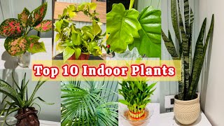 Indoor Plants  Home Decor Plants  Low Maintenance Plants 🌱 🪴 [upl. by Brandy]