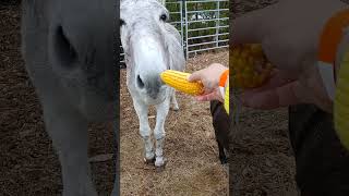 Donkey eating corn jesuslovesyou donkey Remember how Jesus rode one to Jerusalem [upl. by Domonic]