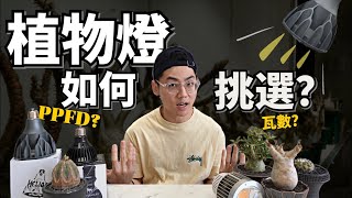 植物燈該如何挑選？是看PPFD瓦數？簡單判斷可靠這“工具”✨ 不專業經驗分享【新手必看】 [upl. by Naro]