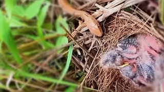 Baby Birds Eat amp Poop for Mom Bird in Nest  ADORABLE [upl. by Wharton]