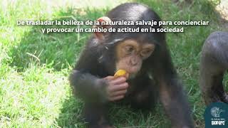 Los BIOPARC reivindican la protección de dos de las especies más amenazadas por la acción humana [upl. by Aohsoj]