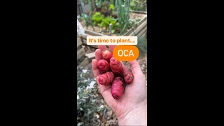 How to grow Oca or New Zealand Yams 🌱 Oxalis tuberosa [upl. by Luy]