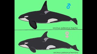 Orcinus Paleorca  Ballena Asesina Gigante  PaleoPedias [upl. by Layney320]