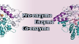 Enzyme Coenzyme Proenzyme [upl. by Milan587]