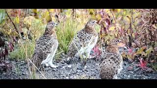 10 October 2024Alaska ptarmigan bird [upl. by Chiang452]