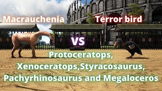 Macrauchenia vs terror bird protoceratops xenoceratops and more ark creatures battle [upl. by Naujd]