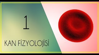 FİZYOLOJİ DERS NOTLARI3PART 1Kan nedirkandaki şekilli elementlerplazma ve serum [upl. by Aicnetroh556]