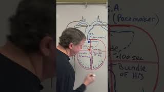 How Do Purkinje Fibers Make Your Heart Beat dreldersanatomychannel heartphysiology bundlebranch [upl. by Vincenz]