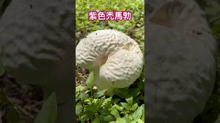 中午吃飯遇見大野菇紫色禿馬勃馬勃Calvatia lilacs [upl. by Marji200]