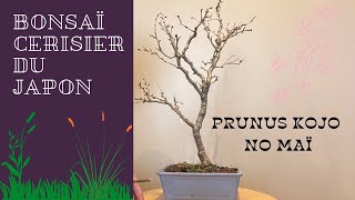 BONSAÏ 🌳PRUNUS KOJO NO MAÏ 🌳 [upl. by Zerelda]