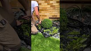 Speed clipping a small Buxus sempervirens ball 🌳✂️🍃 [upl. by Seerdi]