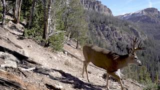 Yellowstone Elk Migration Trail Amazing Camera Trap Highlights [upl. by Allisan988]