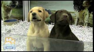 Purebred Labrador puppies [upl. by Eelrihs]