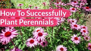 How To Successfully Plant Perennials  Joy Us Garden [upl. by Asserac]