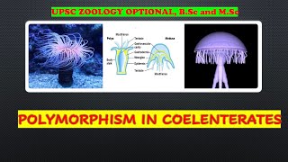 POLYMORPHISM IN COELENTERATA [upl. by Artemus]