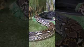 Reptilienzoo Füssen Ostallgäu 2 [upl. by Nnaer]