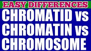 CHROMATIN vs CHROMATID vs CHROMOSOME  Easy Differences  The packaging Of Chromosomes [upl. by Andres]