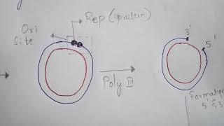 ROLLING CIRCULAR REPLICATION  DNA REPLICATION  BY PHANINDRA GUPTA [upl. by Odradlig]