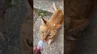 Feeding Tigre a squeezable cat treat cat catlover [upl. by Olds]