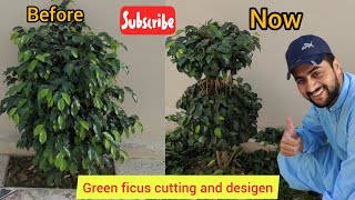 Ficus plant cutting Designs and Shapes  Design your Ficus Plant in a very easy wayes urdu Hindi [upl. by Ellswerth]