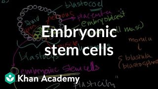 Embryonic stem cells  Cells  MCAT  Khan Academy [upl. by Acus]