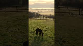 Drone Meets Alpaca in the Cotswolds alpaca cotswolds travel wildlife drone djimini4pro dji [upl. by Latreece251]