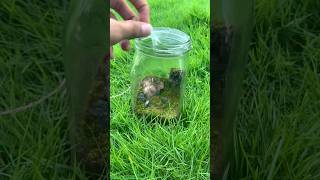 Opening my jar🫙ecosystem after 1 month 🌱 shorts viralshort trending nature ecosystem diy [upl. by Carol335]