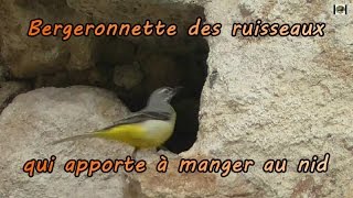 Bergeronnette des ruisseaux apporte la nourriture au nid [upl. by Antonin105]