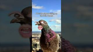 POV The Pigeon on the Twin Towers Just Jokes JK TheManniiShowcomseries [upl. by Nirret558]