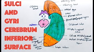 Sulci and Gyri on Inferior Surface of Cerebrum  Neuroanatomy [upl. by Haela]