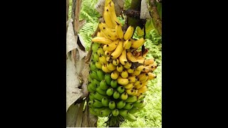 🔴Mi hermosa planta de plátano banano youtubeshorts [upl. by Atalaya]