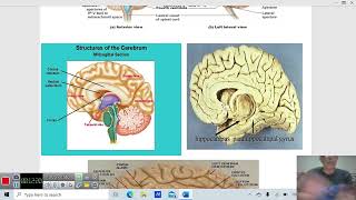 anatomy commissural fibres [upl. by Xenophon]